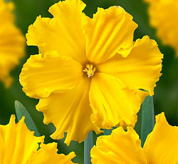 Нарцисс (С расщепленной коронкой) - Голд Диск