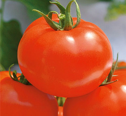 Томат Волгоградец
