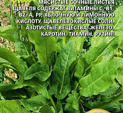 Щавель Лимонный