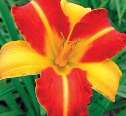 Лилейник (гибридный) - Франс Халс