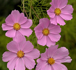 Космея Розовая