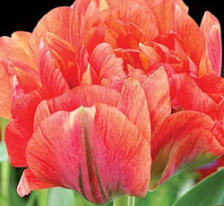 Тюльпан (Махровый поздний) - Гудошник Дабл