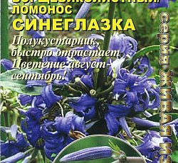 Клематис борщевиколистный Синеглазка