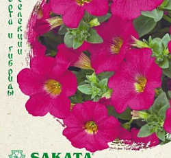 Петуния крупноцветковая Игл роуз F1