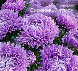 Астра китайская Хризантелла Сиреневый туман