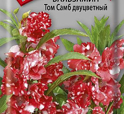 Бальзамин Том Самб двуцветный