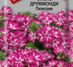 Флокс друммонди Пилигрим
