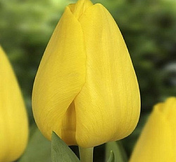 Тюльпан (Триумф) - Авокадо