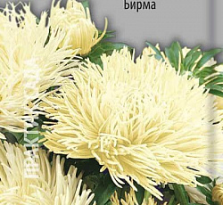 Астра Коготковая Бирма