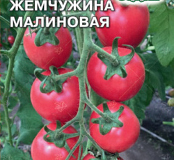 Томат Жемчужина малиновая