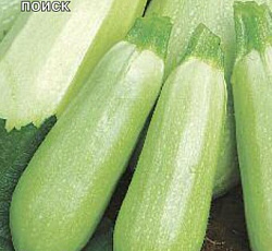 Кабачок Белогор F1