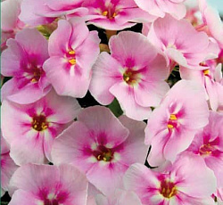 Флокс метельчатый Юник Биколор - луковичные почтой