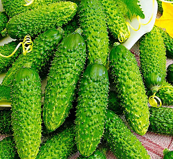 Огурец Туми F1