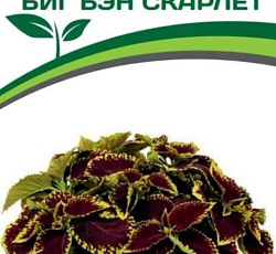 Колеус крупнолистный Биг Бэн Скарлет