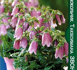 Колокольчик такесимана Звонок