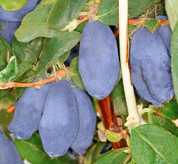 Жимолость - Бореал Близар (Люкс)