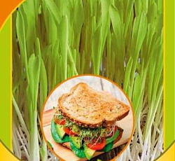 Микрозелень Кукуруза микс