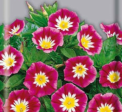 Вьюнок Красное знамя