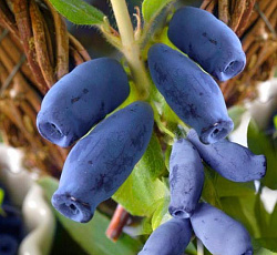 Жимолость - Югана