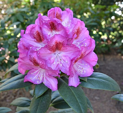 Рододендрон (гибридный) - Казимир Одновичел (Люкс)