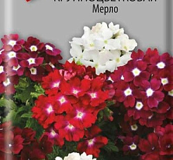 Вербена крупноцветковая Мерло