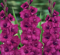 Гладиолус (крупноцветковый) - Пламтат