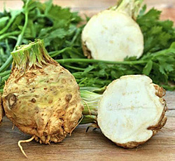 Сельдерей корневой Албин