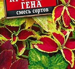 Колеус блюме Крокодил Гена (смесь сортов)