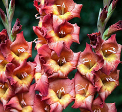 Гладиолус (бамбино) - Мишель (Патио)