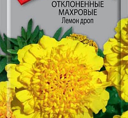 Бархатцы отклоненные махровые Лемон дроп