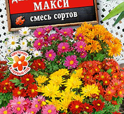 Хризантема Дизайнерская макси (смесь сортов)