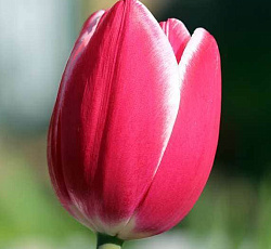 Тюльпан (Триумф) - Дебютант