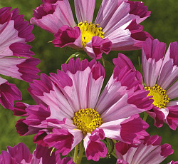 Космея Ракушка красная