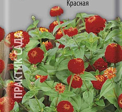 Цинния лиллипут Красная