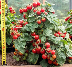 Томат Каменный цветок F1