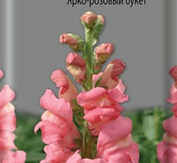 Львиный зев (Антирринум) Ярко-розовый букет