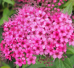 Спирея (японская) - Энтони Ватерер