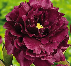 Пион (Травянистый) - Блэк Бьюти (Люкс)