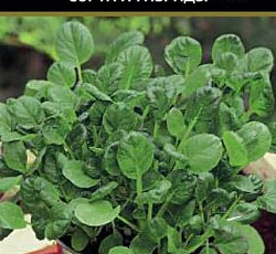 Горчица салатная Ядреная (сарептская)