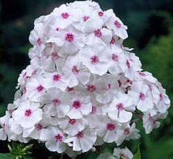 Флокс (метельчатый) - Граф Цеппелин