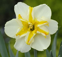 Нарцисс (С расщепленной коронкой) - Донау Парк