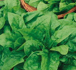 Шпинат Крепыш