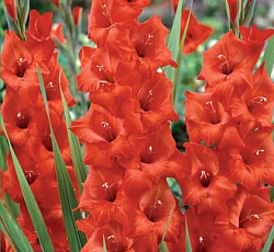 Гладиолус (крупноцветковый) - Масканьи