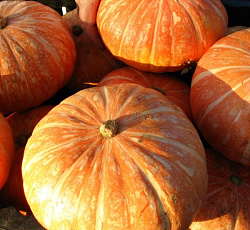 Тыква крупноплодная Ольга