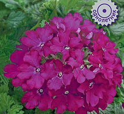 Вербена Кварц Парпл