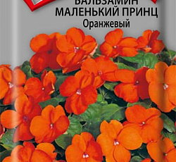 Бальзамин Маленький принц Оранжевый