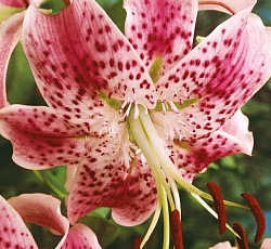 Лилия (видовая) - Прекрасная Рубрум