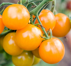 Томат Жираф