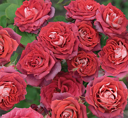 Роза (спрей) - Тирамису