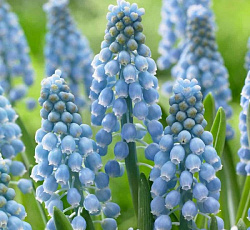 Мускари - Армянский Купидо